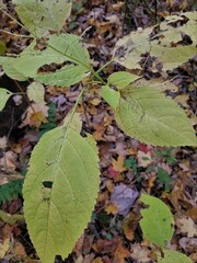 Collinsonia canadensis