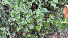 Strobilanthes flexicaulis