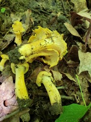 Cantharellus chicagoensis