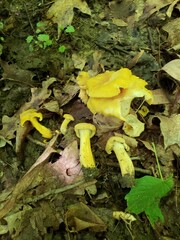 Cantharellus chicagoensis