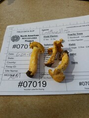 Cantharellus chicagoensis