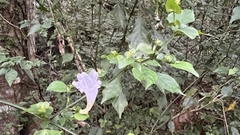 Strobilanthes flexicaulis