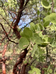 Arctostaphylos manzanita