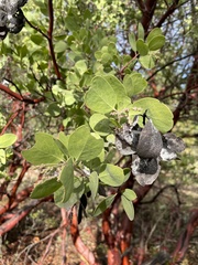 Arctostaphylos manzanita