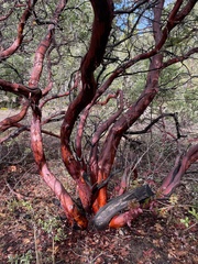 Arctostaphylos manzanita