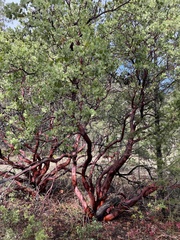 Arctostaphylos manzanita