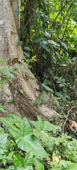 Varanus salvator andamanensis