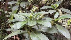 Trichodesma calycosum