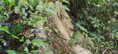 Varanus salvator andamanensis
