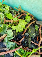 Anogramma leptophylla