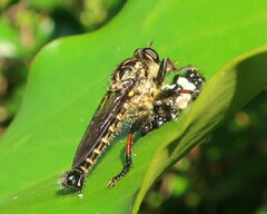 Neoitamus melanopogon