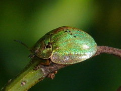 Physonota alutacea