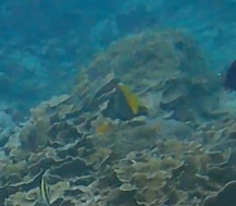 Heniochus singularius