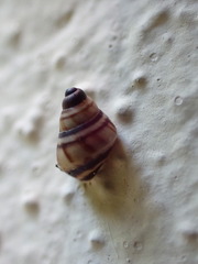 Drymaeus multilineatus