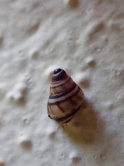 Drymaeus multilineatus