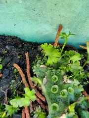 Anogramma leptophylla