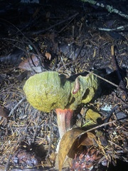 Xerocomellus dryophilus