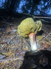 Xerocomellus dryophilus