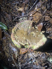 Xerocomellus dryophilus