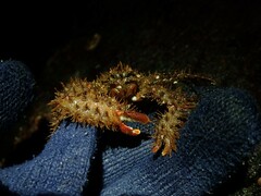 Hapalogaster mertensii