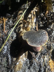 Xerocomellus dryophilus