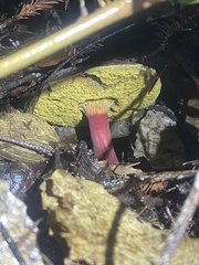 Xerocomellus dryophilus