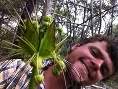 Tacca leontopetaloides