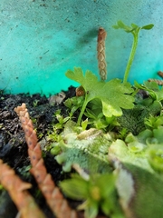 Anogramma leptophylla