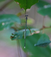 Labidiosticta vallisi