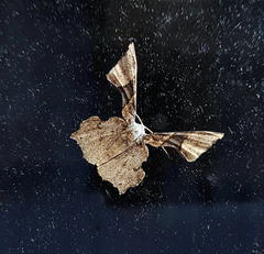 Monobolodes pernigrata