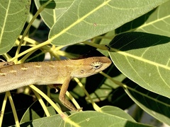 Calotes versicolor