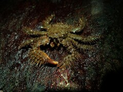 Hapalogaster mertensii