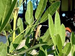 Calotes versicolor
