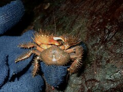 Hapalogaster mertensii