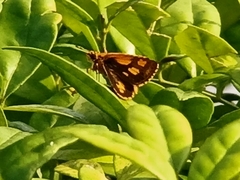Ampittia dioscorides