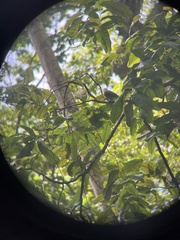 Ptilinopus purpuratus