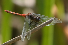 Diplacodes melanopsis