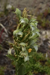 Chloraea cylindrostachya