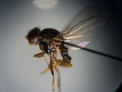 Oscinellinae