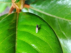 Poecilohetaerus aquilus