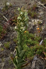 Chloraea cylindrostachya