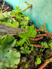 Anogramma leptophylla