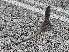 Chlamydosaurus kingii