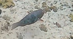 Scarus rubroviolaceus