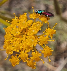Heptaptera anisoptera