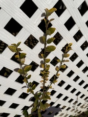 Euonymus