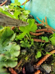 Anogramma leptophylla