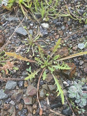 Plantago coronopus