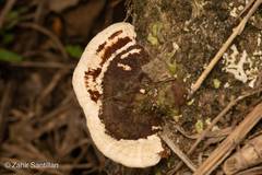 Earliella