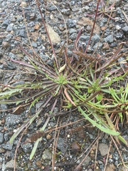 Plantago coronopus